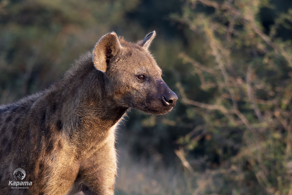 Kapama Reserve Hyena