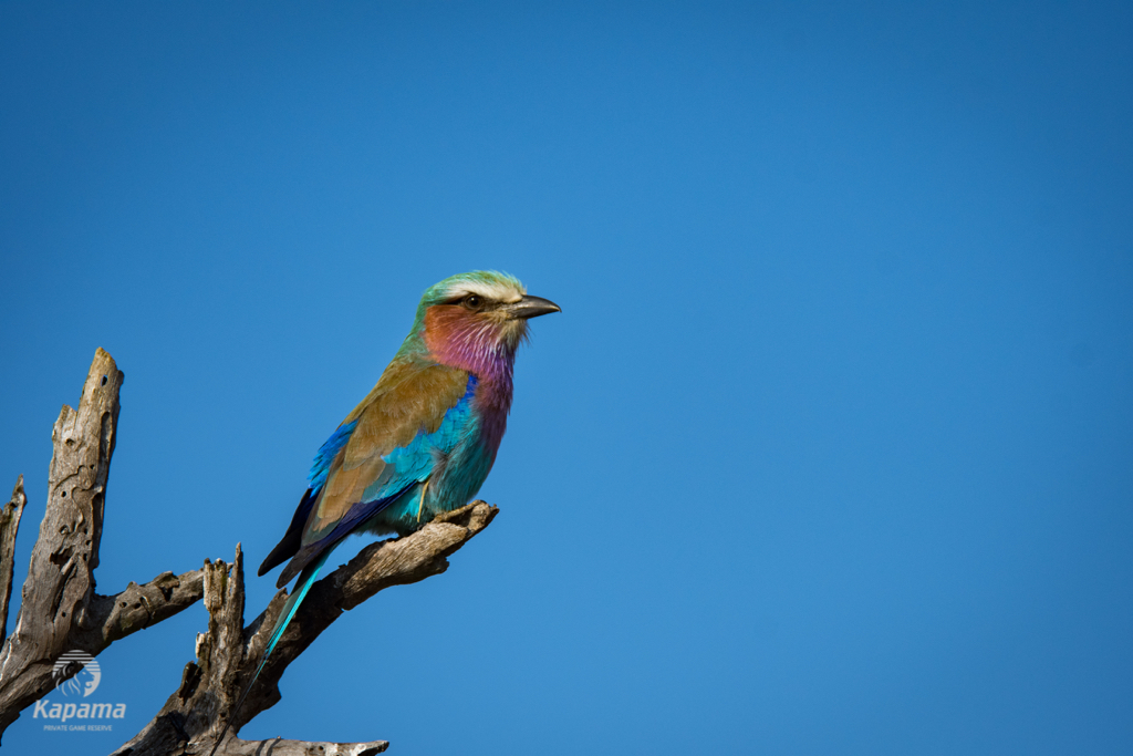 Kapama lilac roller