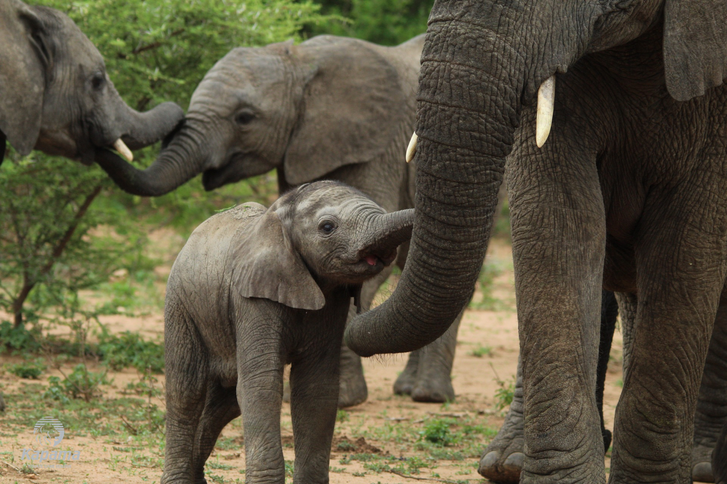 Kapama baby elephants