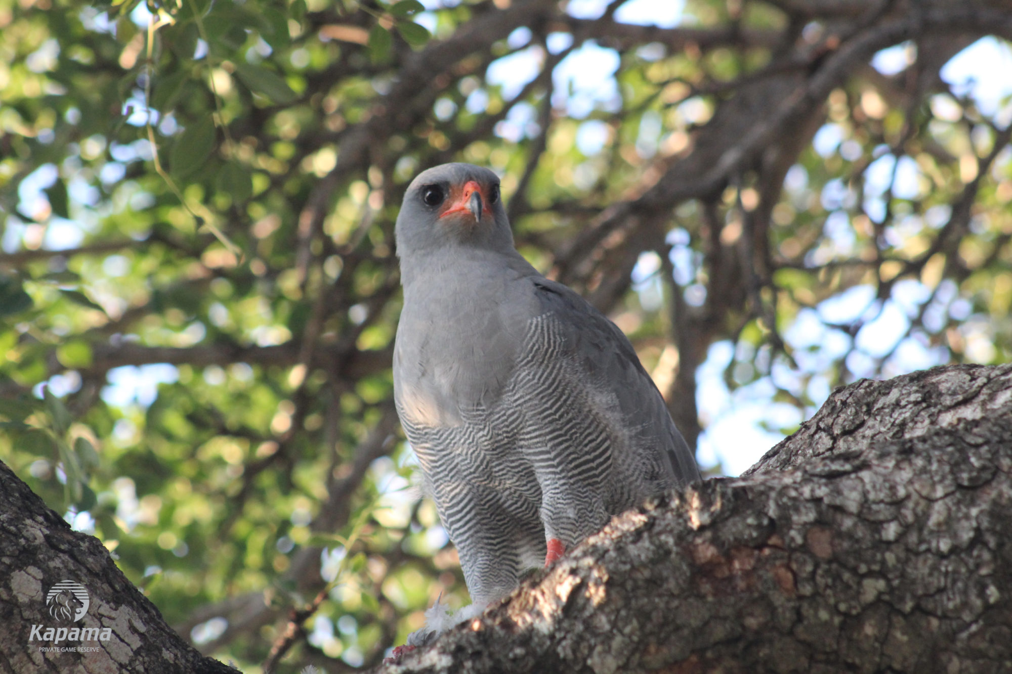 Kapama dark-chanting goshawk