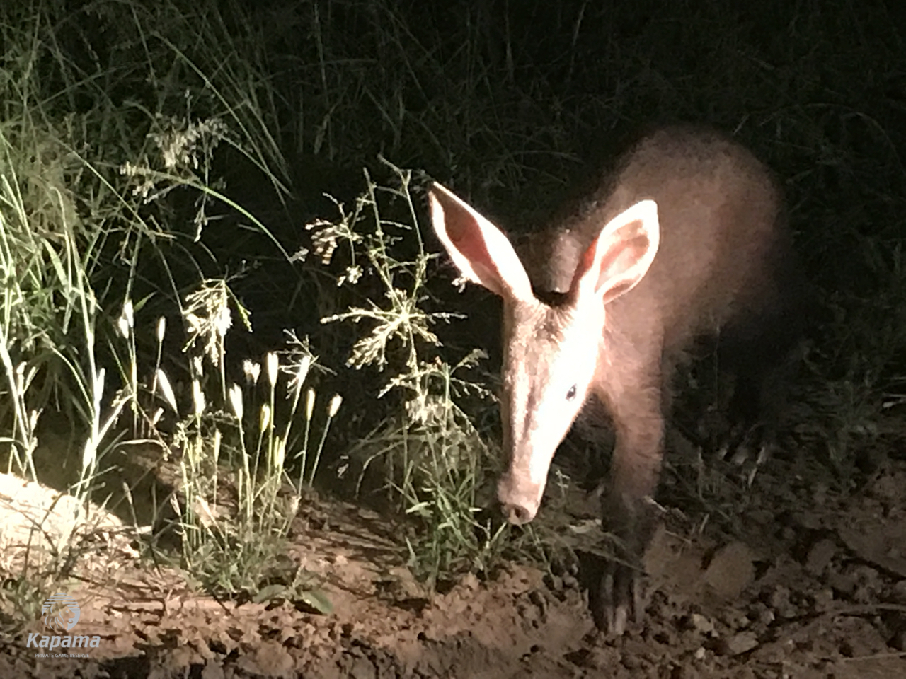 Kapama Aardvark