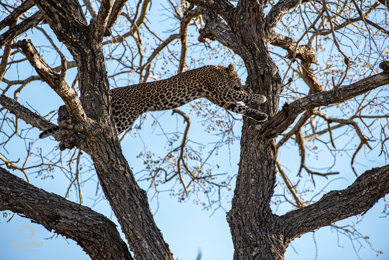 Kapama Leopard tree jumping