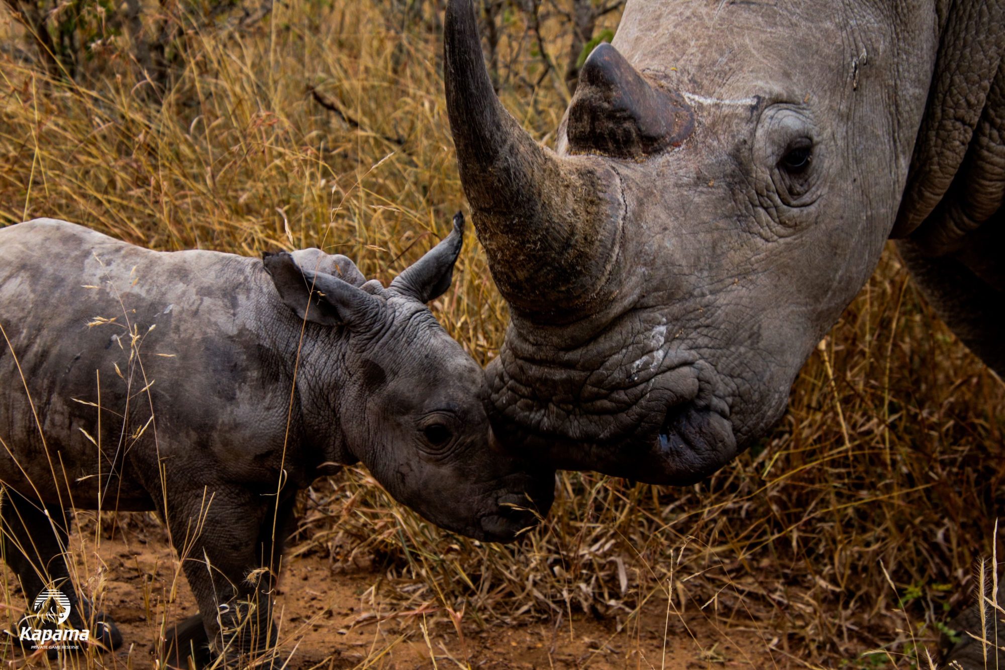 Kapama Rhino