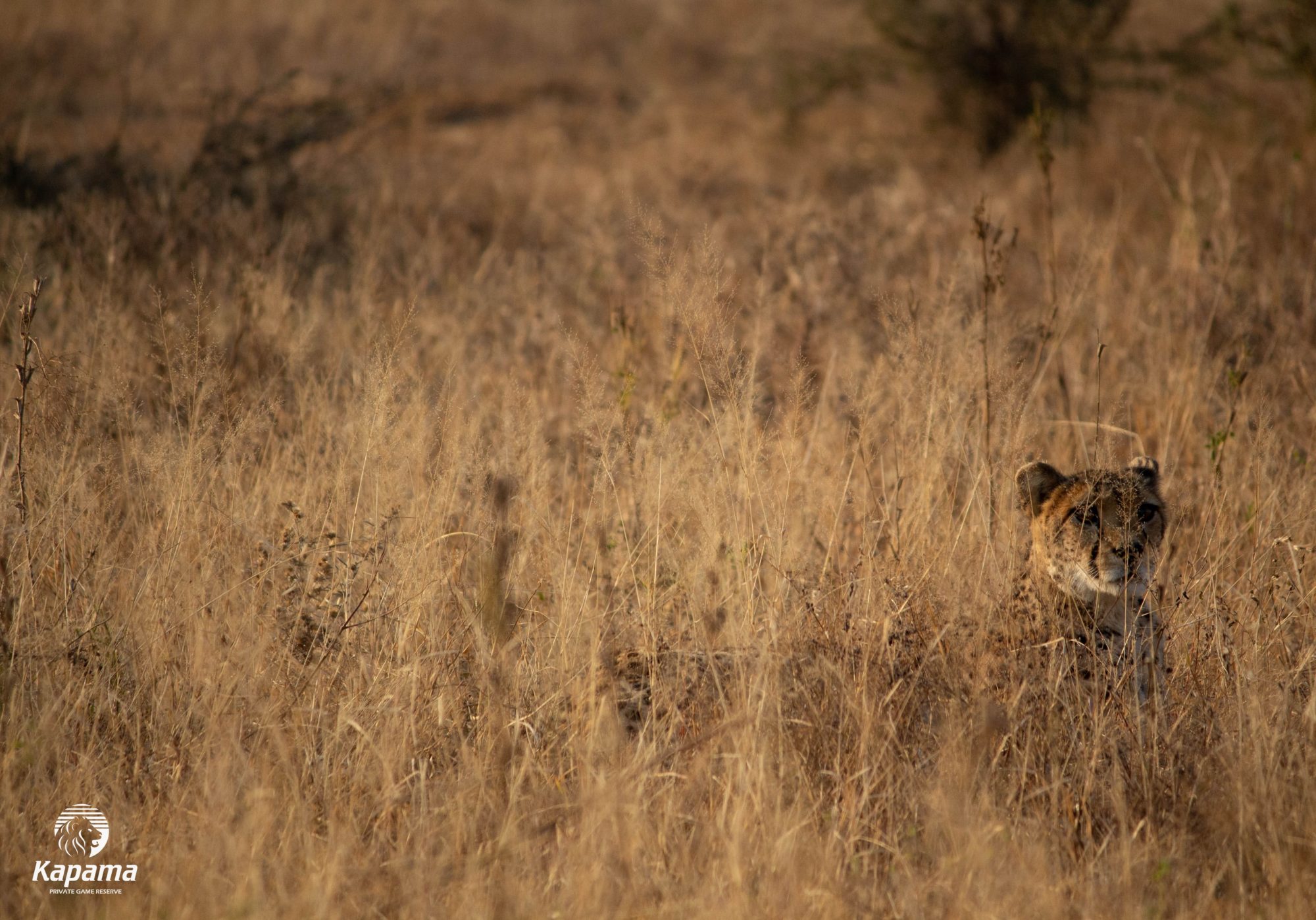 Kapama Cheetah