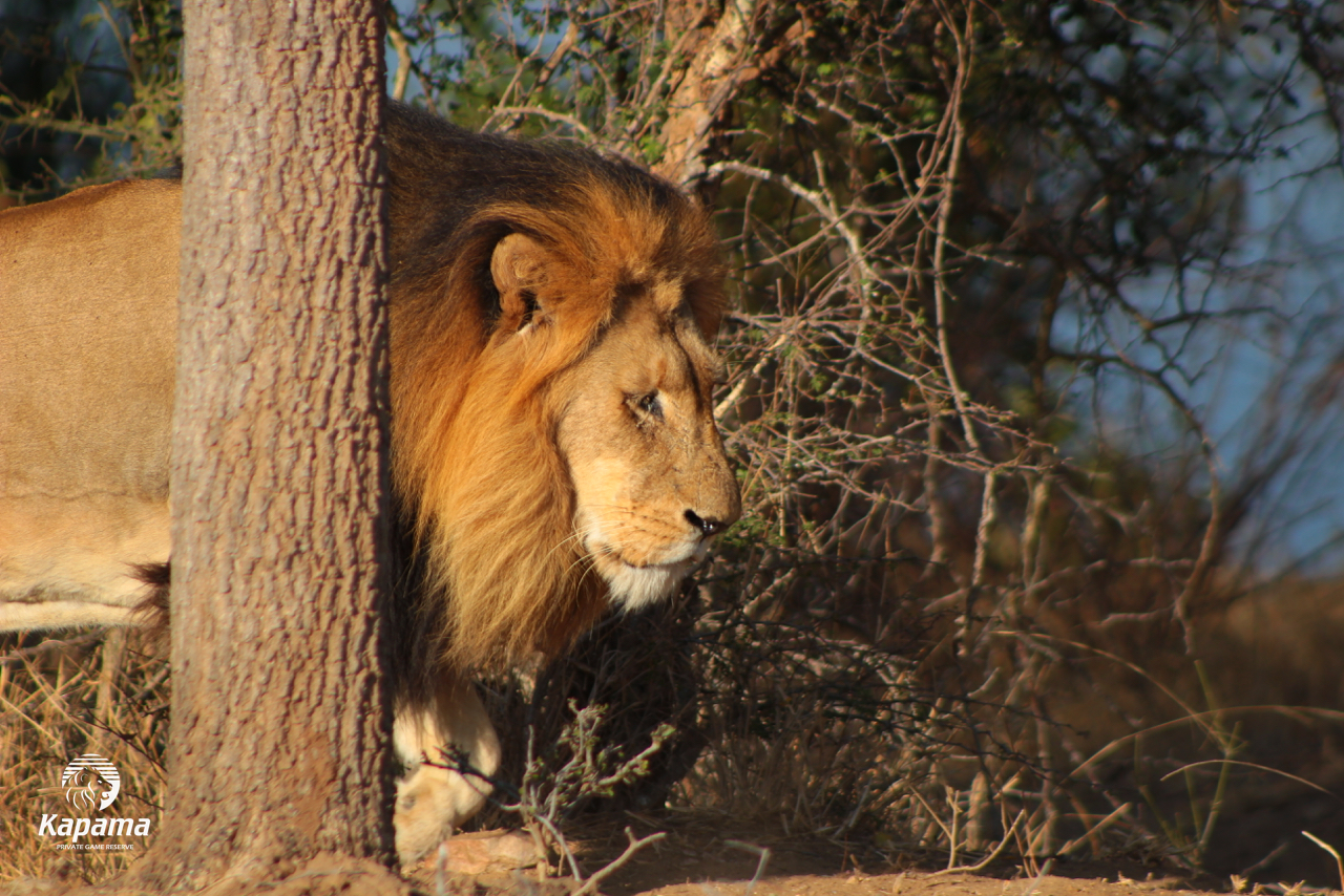 Kapama One-eyed lion
