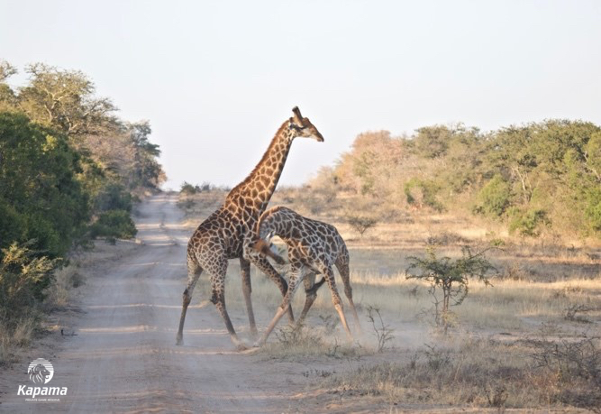 Kapama Giraffe