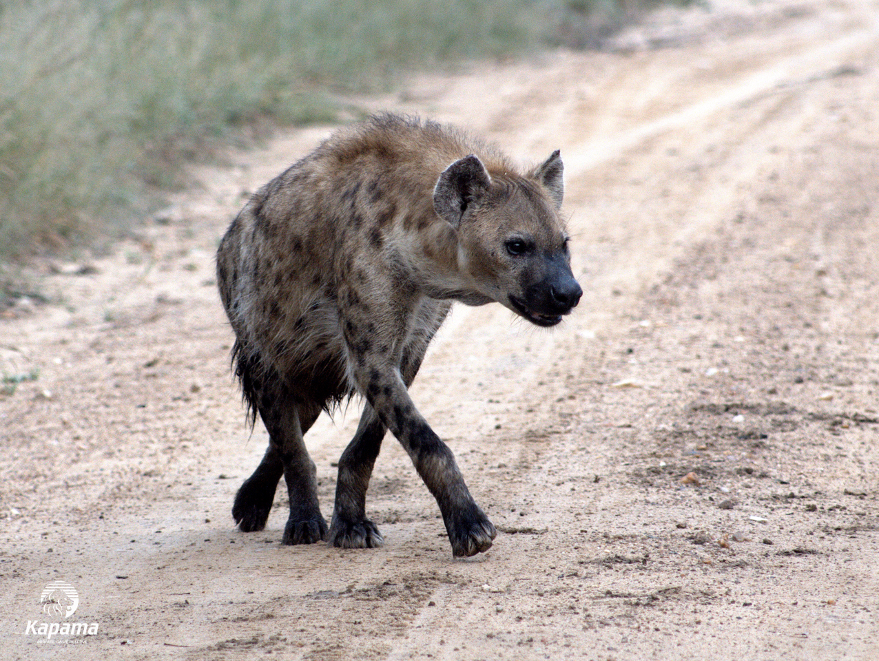 Kapama spotted hyenas