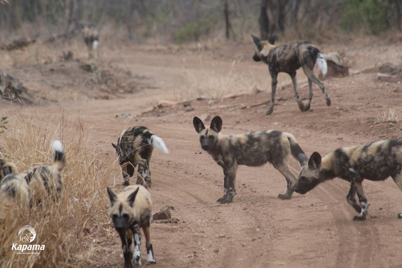 Kapama Wild Dogs