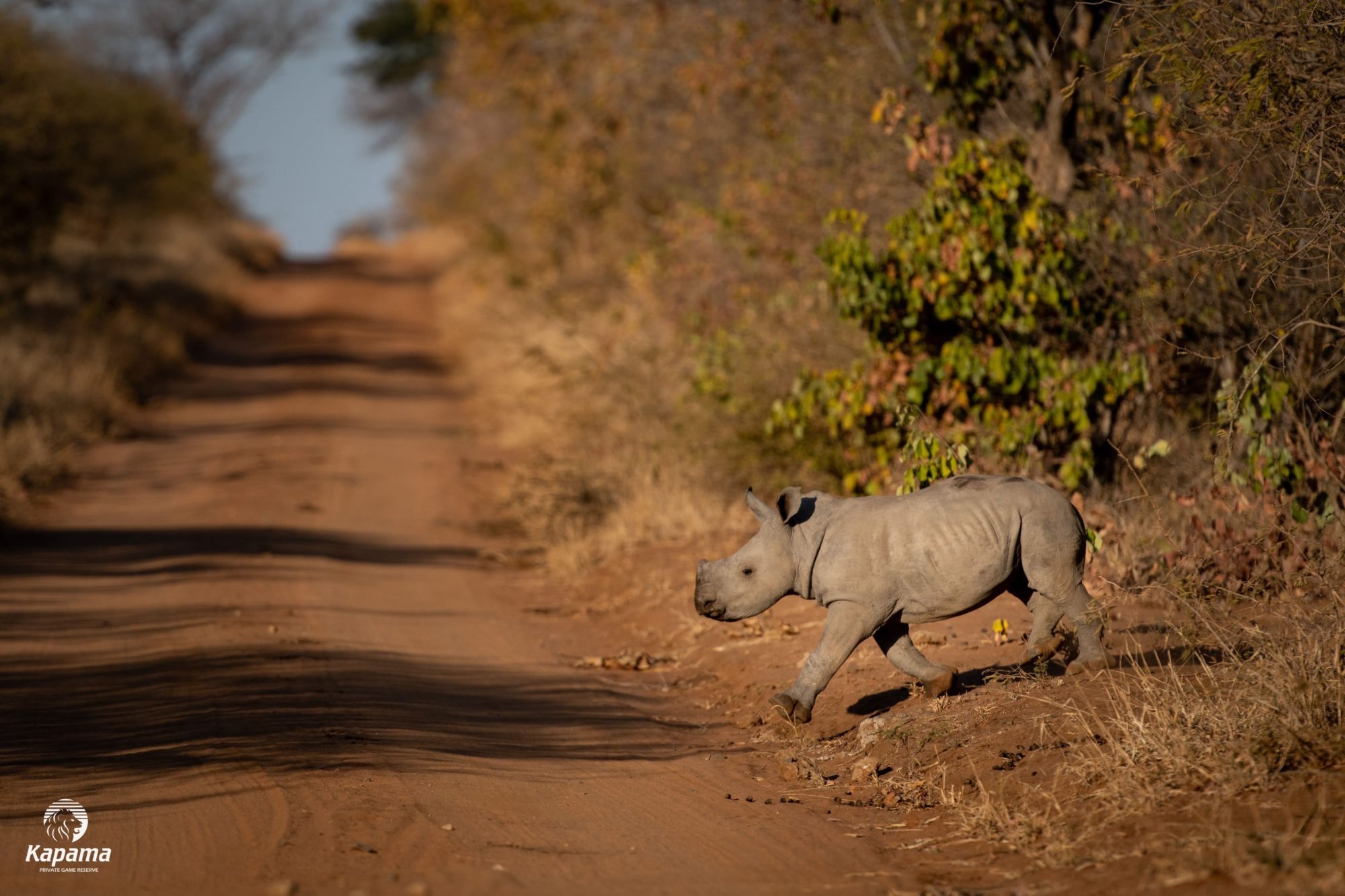 Kapama Rhino