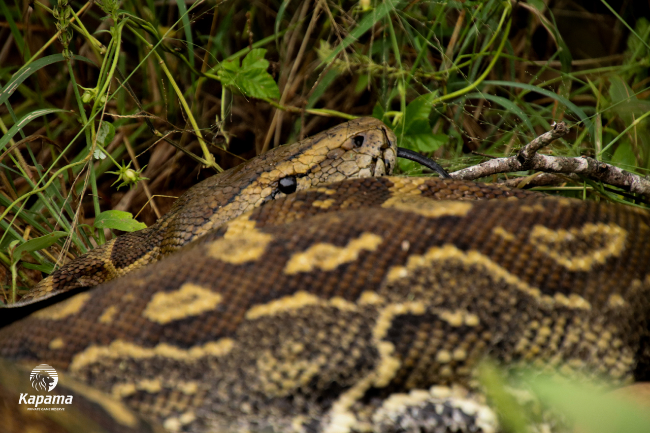 Kapama rock python