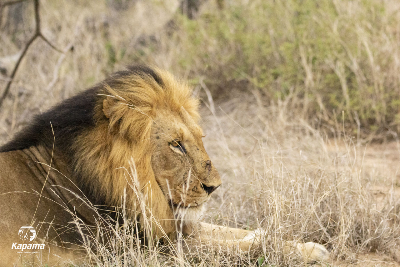 Kapama one-eyed lion