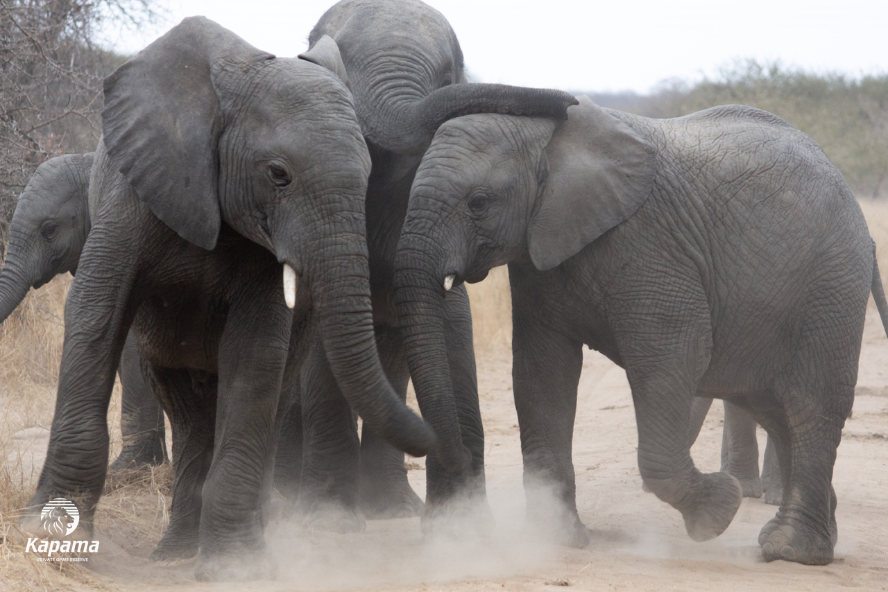 Kapama elephant herd