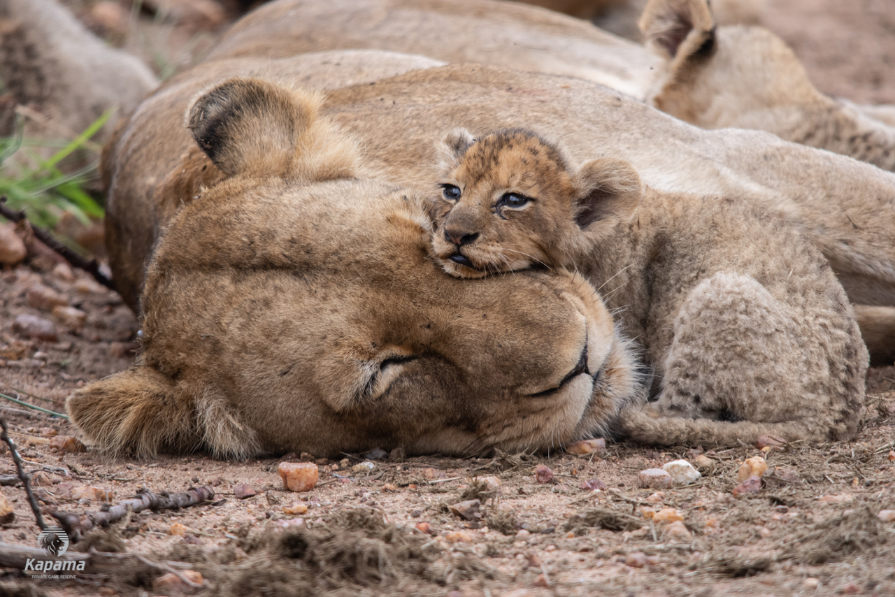 Kapama Lion cub