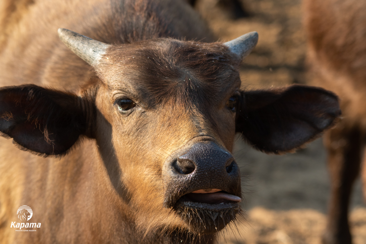 Kapama Cape buffalo