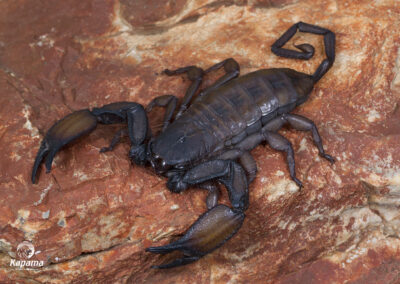 Hadogenes troglodytes (Giant rock scorpion)