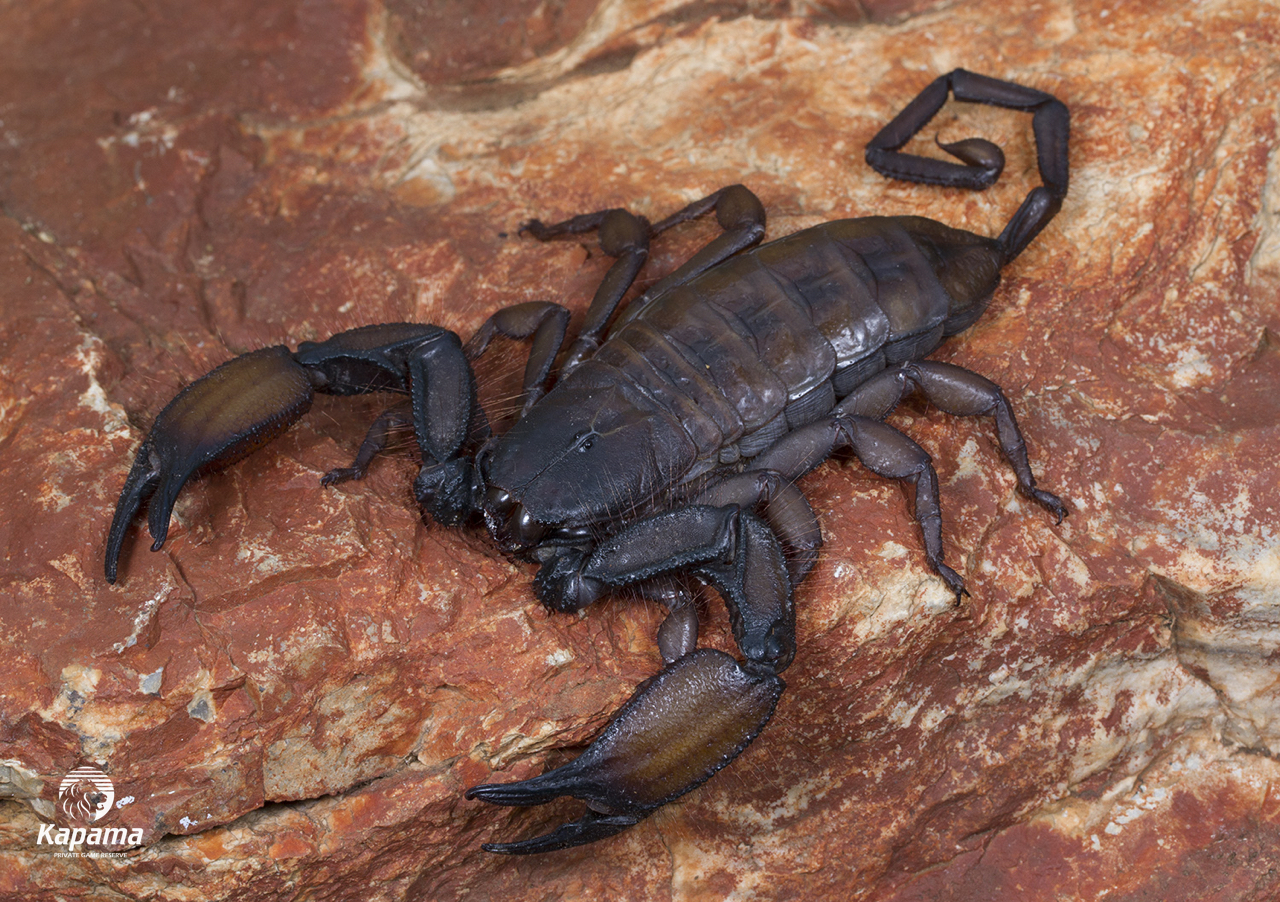 Hadogenes troglodytes (Giant rock scorpion)