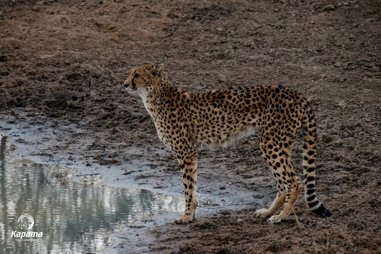 Kapama cheetah
