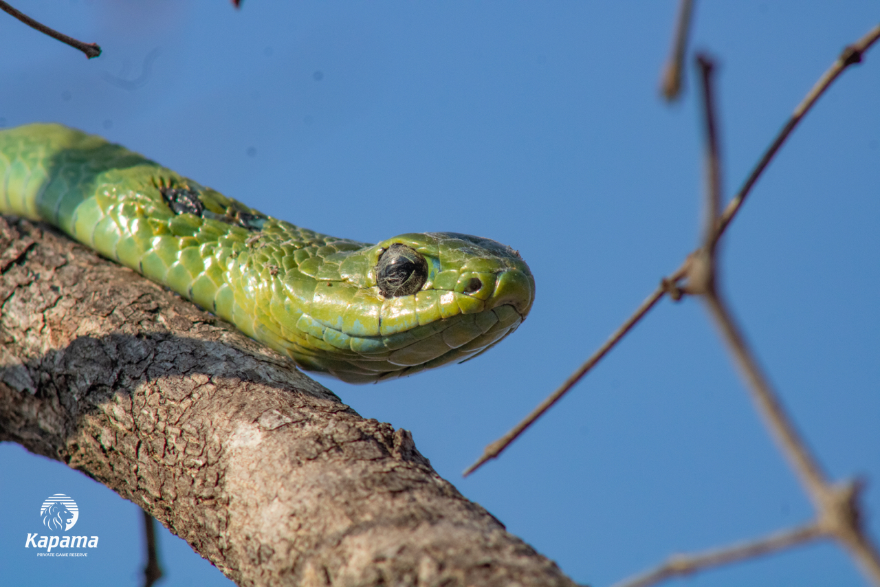 Kapama Boomslang snake