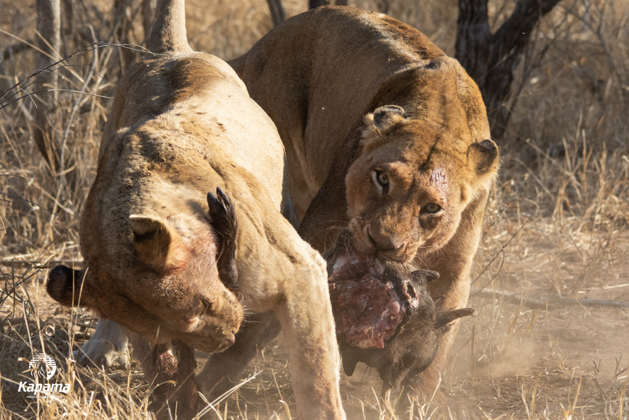 Kapama lioness