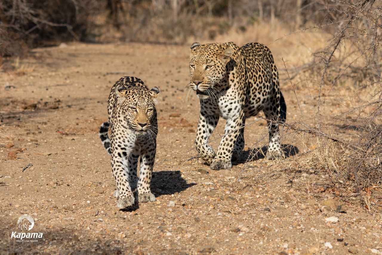 Kapama leopards mating