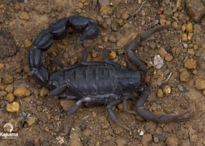 Parabuthus transvaalicus (Transvaal Thicktail)