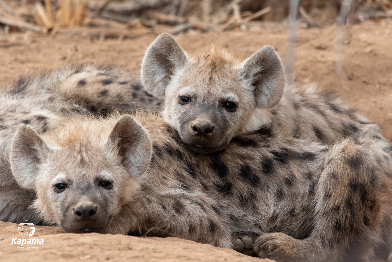 Kapama hyena cubs
