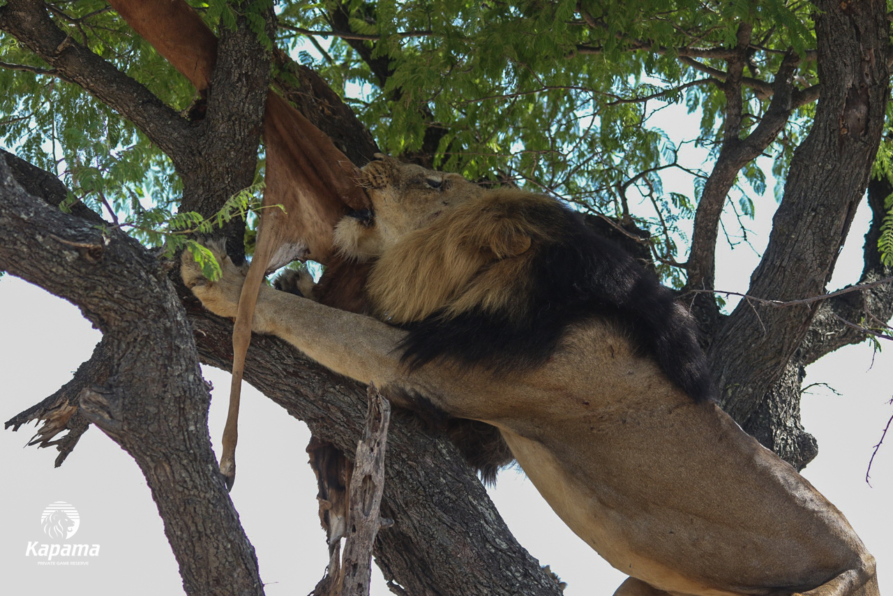 Kapama lion in tree