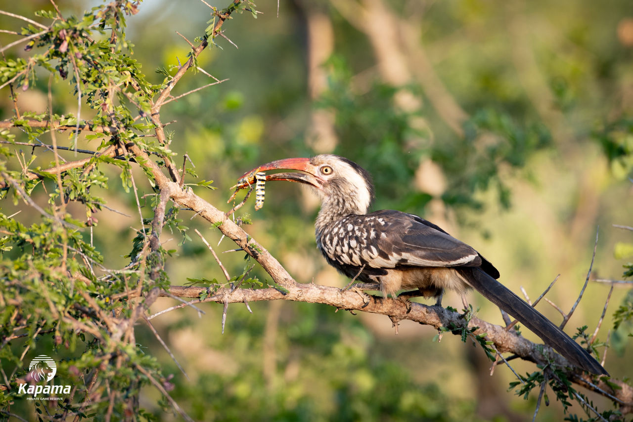 Kapama red hornbill