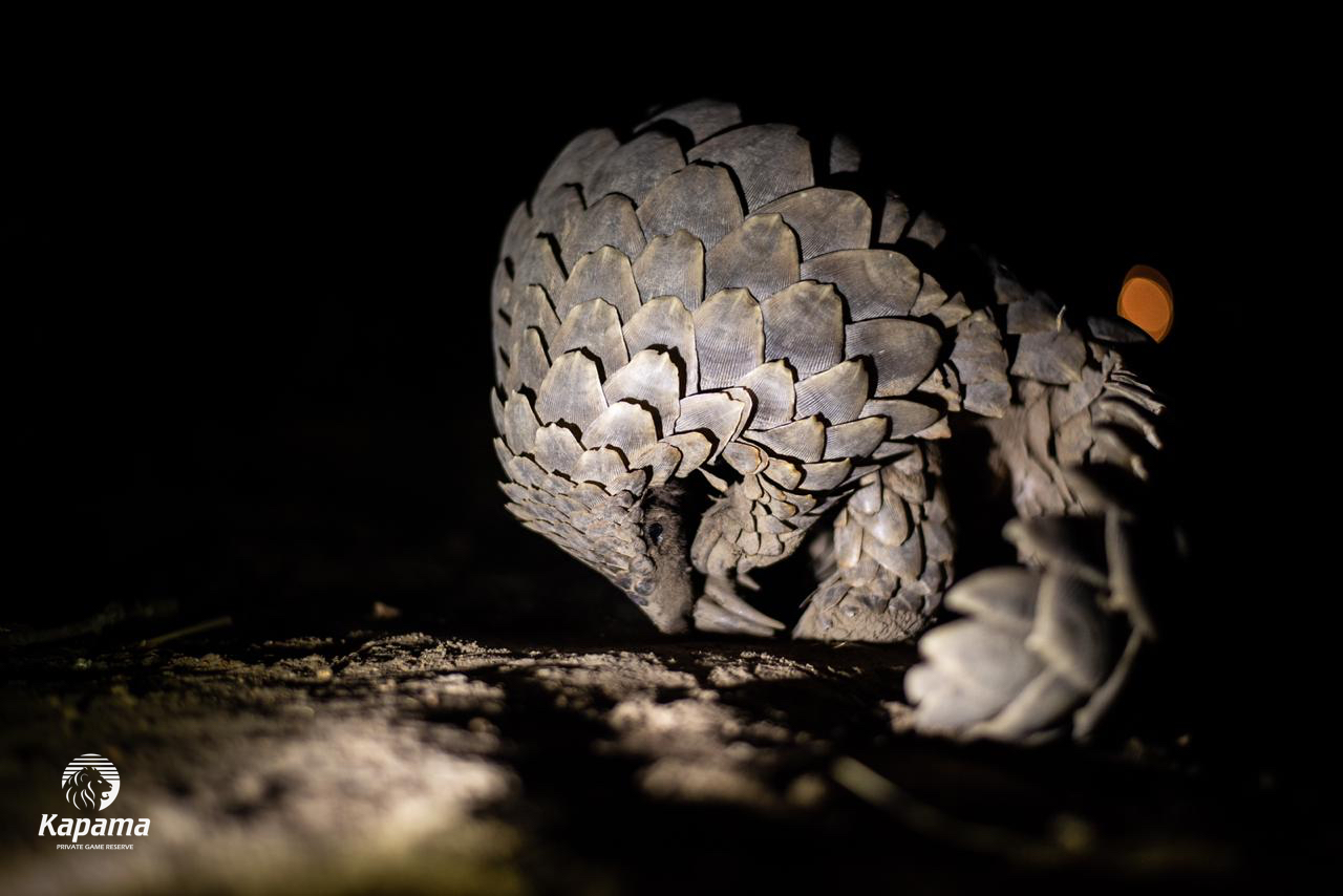 Kapama world pangolin day