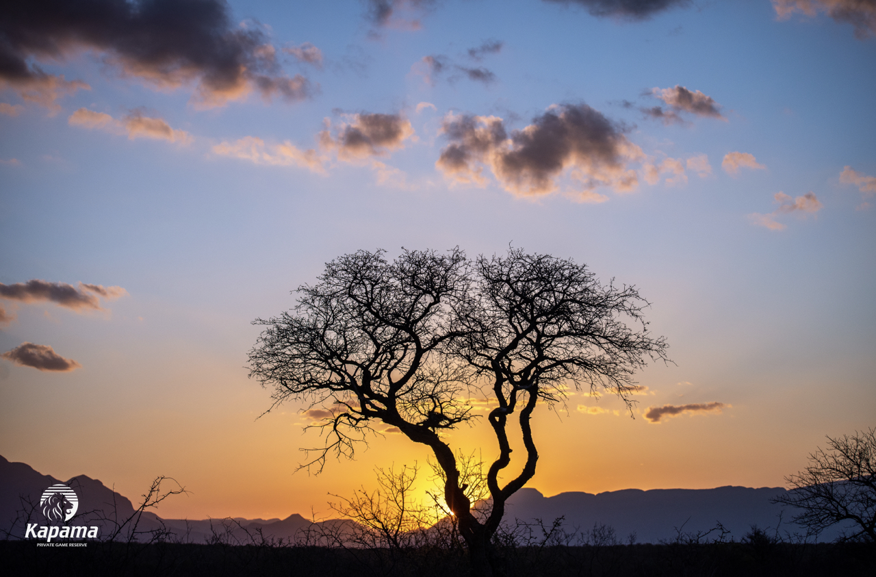 Kapama trees