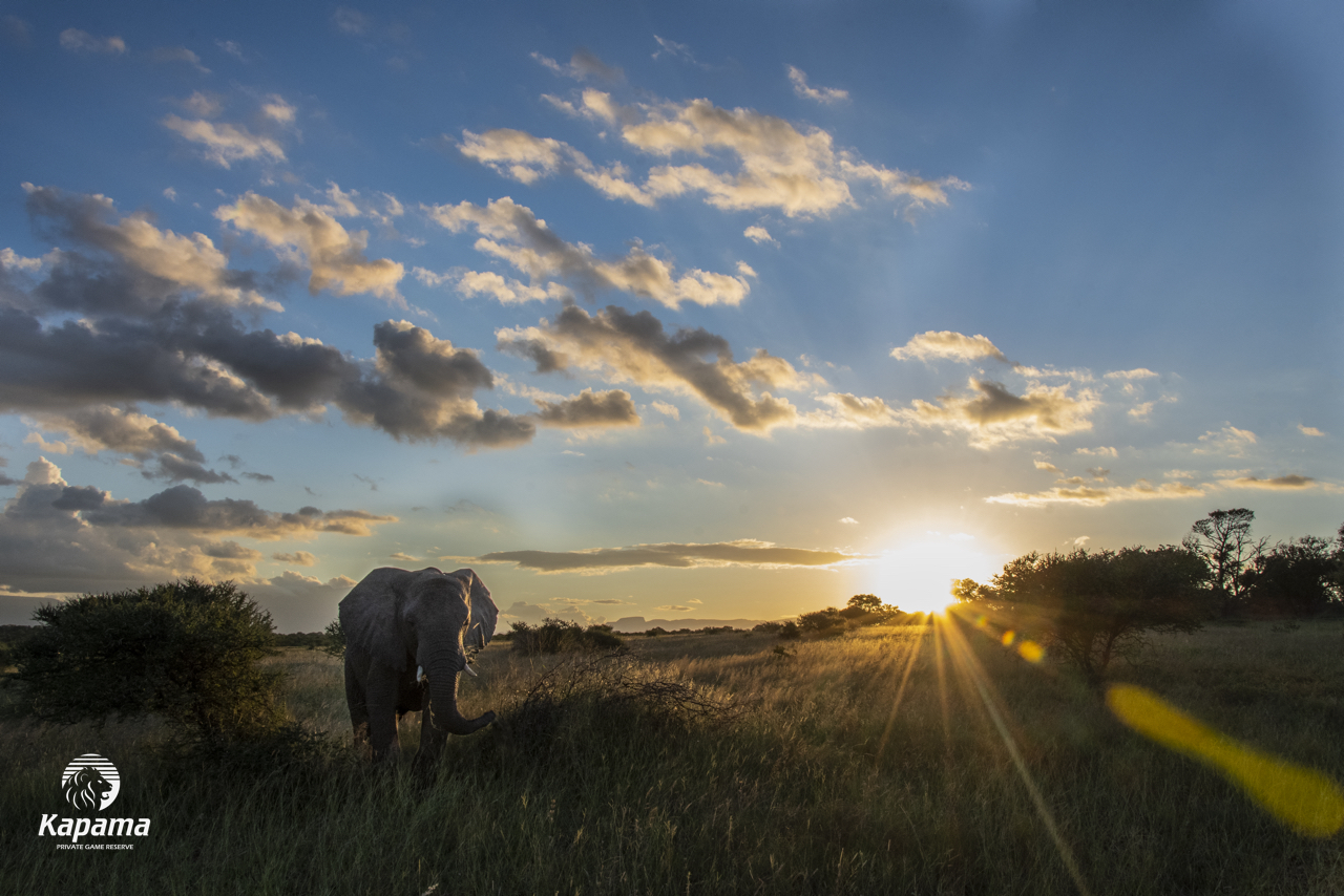 Kapama wildlife day 2020