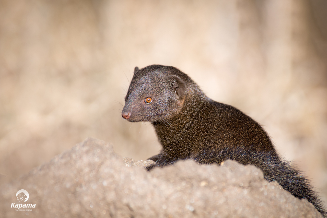 Kapama Game Reserve Dwarf mongoose
