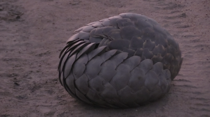 Kapama pangolin