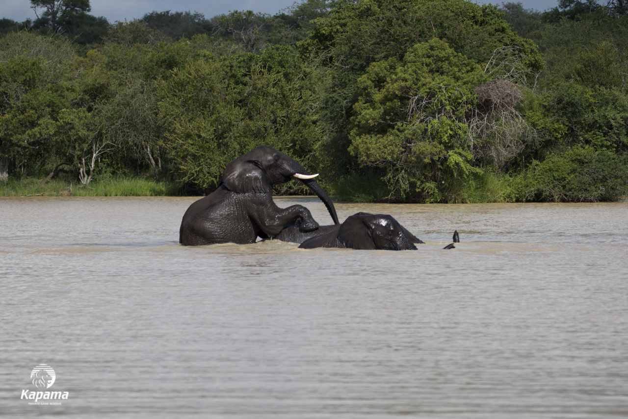 Kapama elephants
