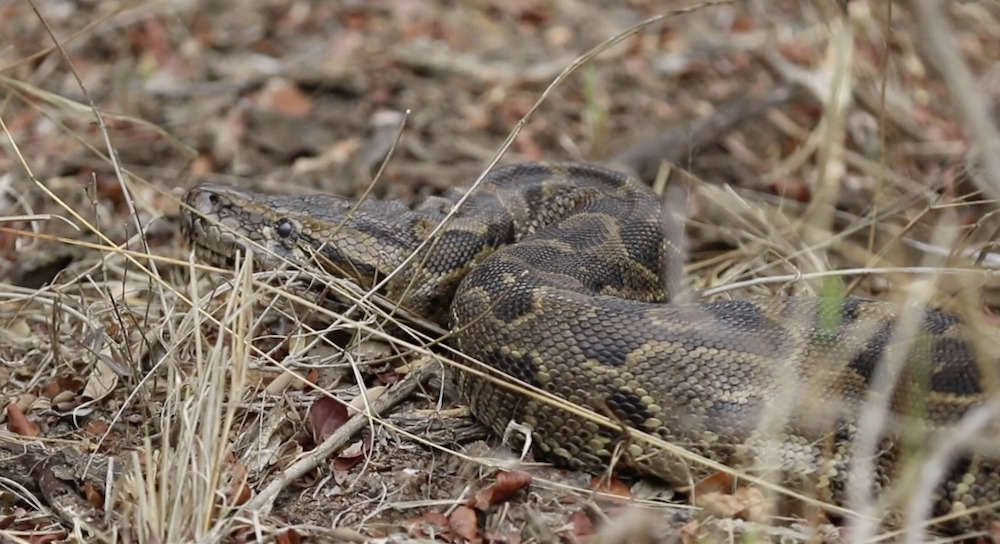 Kapama African rock python