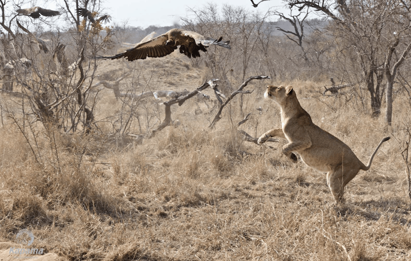 Kapama Game Reserve wildlife lion catching vulture