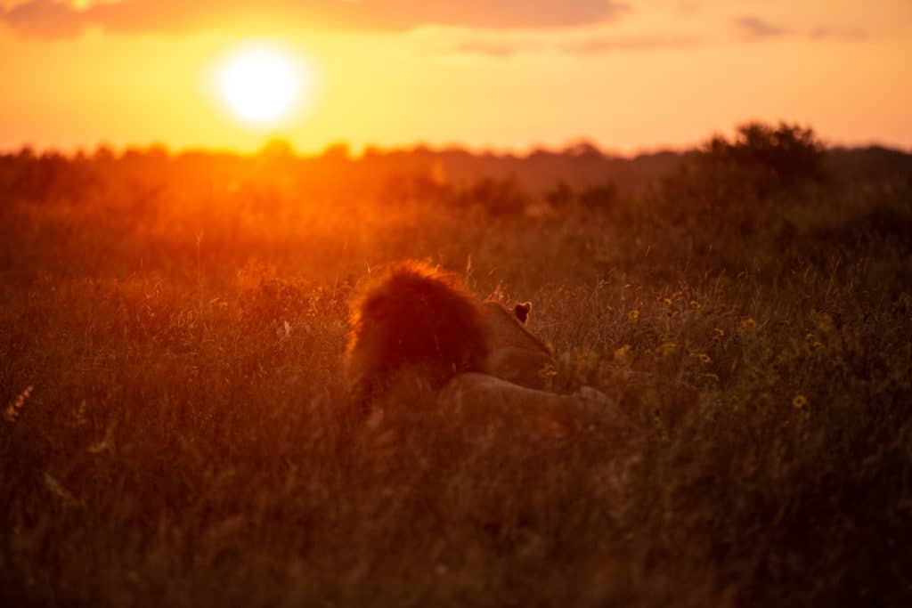 I leoni della riserva di caccia di Kapama mentre guardano il tramonto