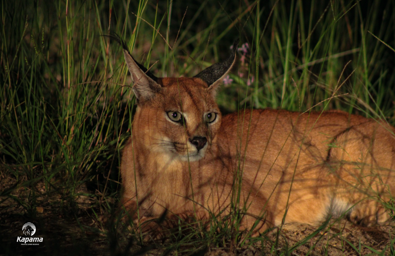 Kapama Caracal Kapama Caracal