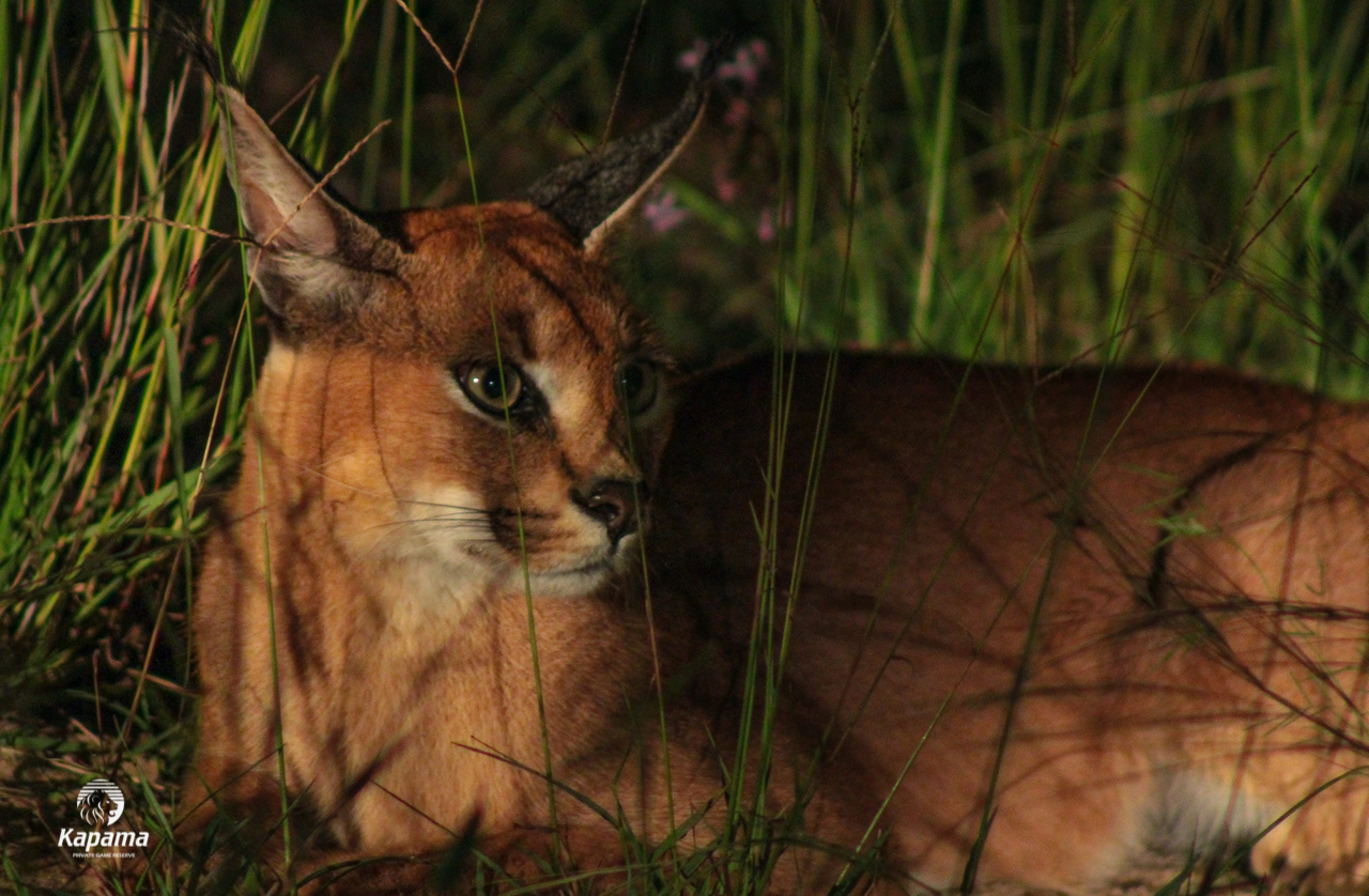 Kapama Caracal