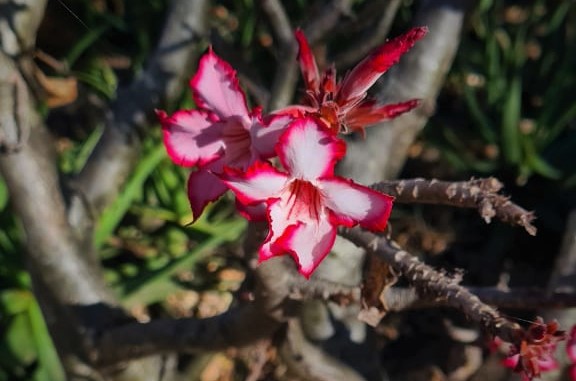 Kapama impala lily
