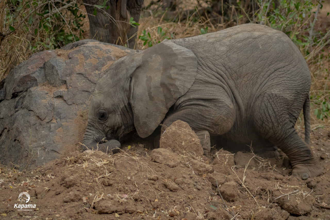 Kapama playful wildlife 2