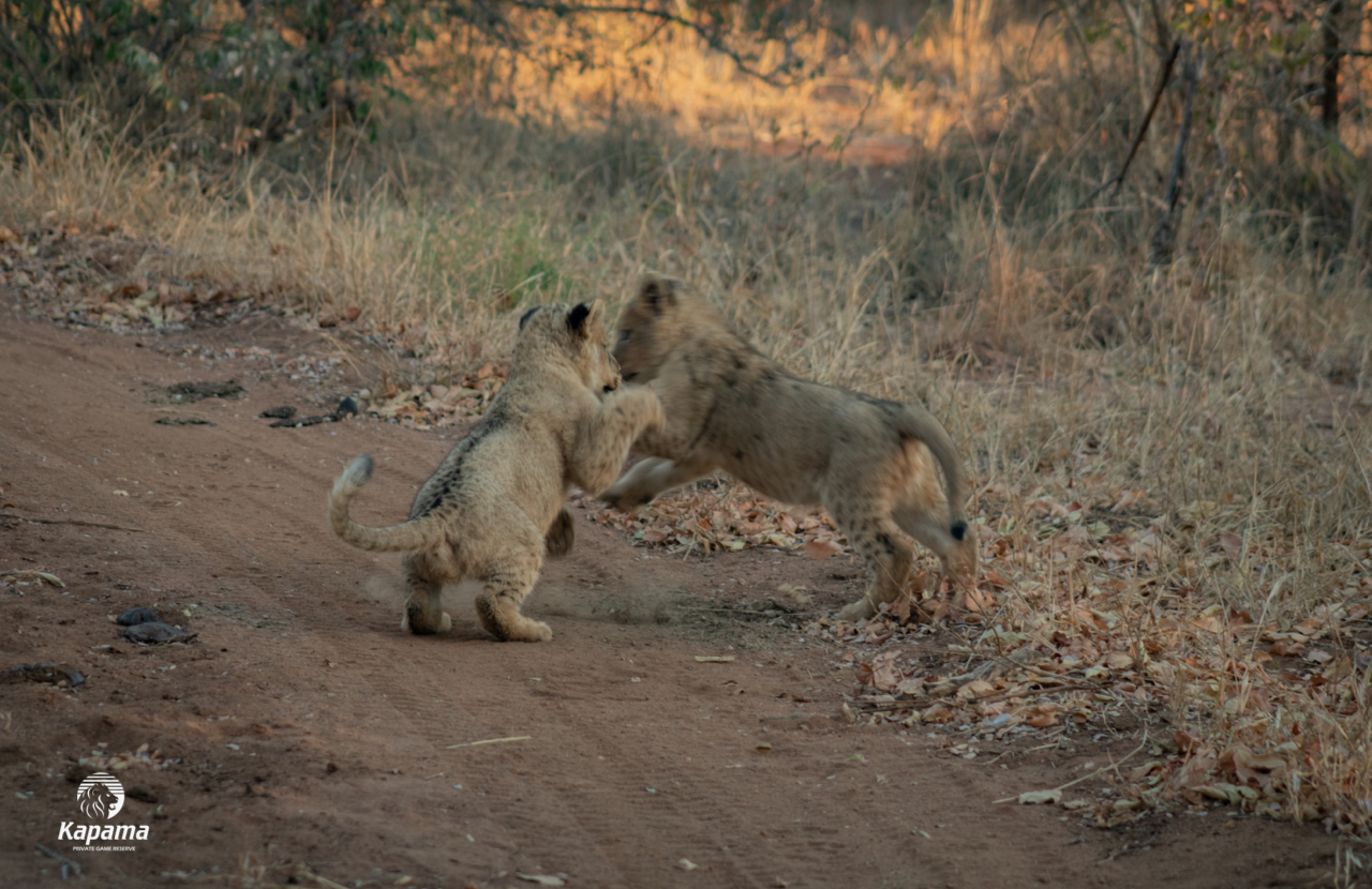 Kapama playful wildlife 1