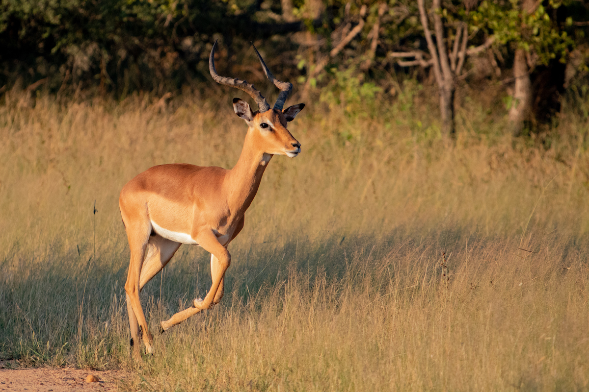 Kapama impala 3