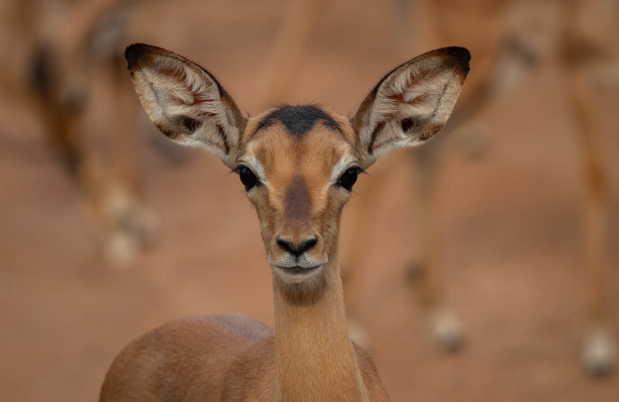 Kapama impala