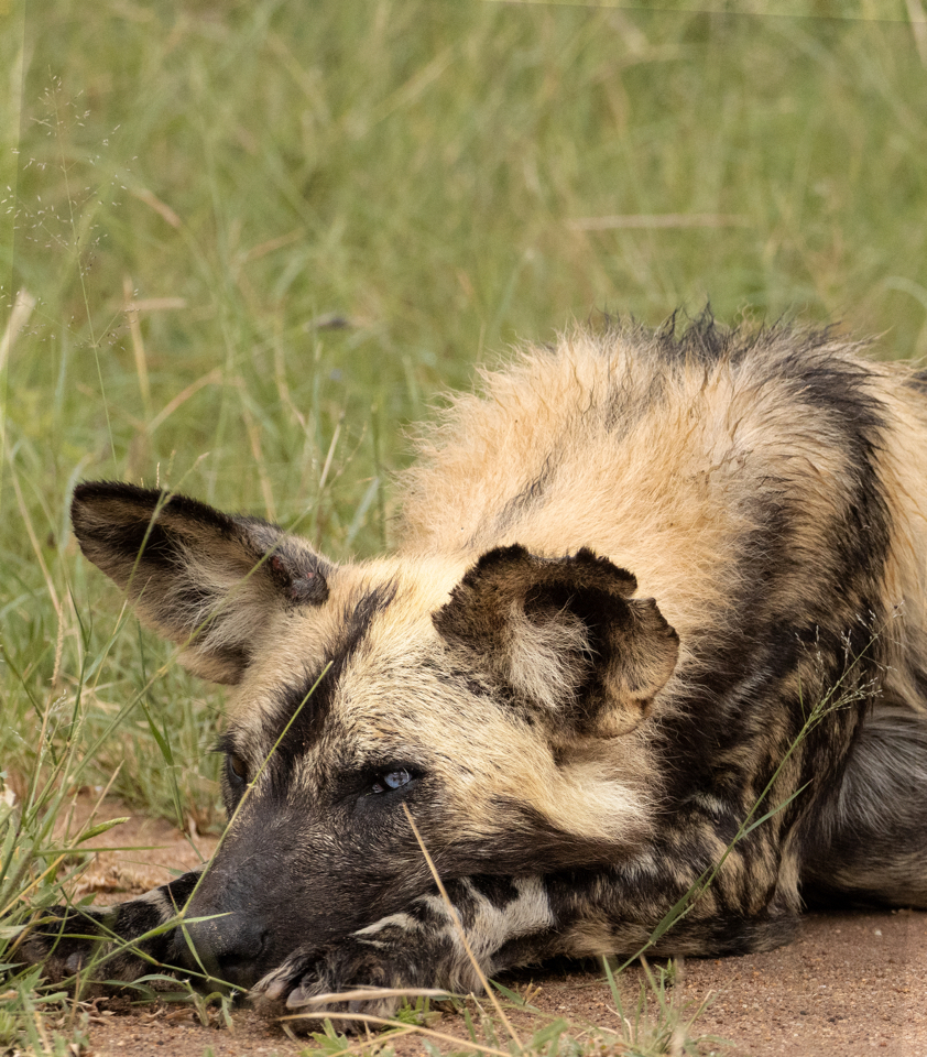 Kapama endangered wild dog