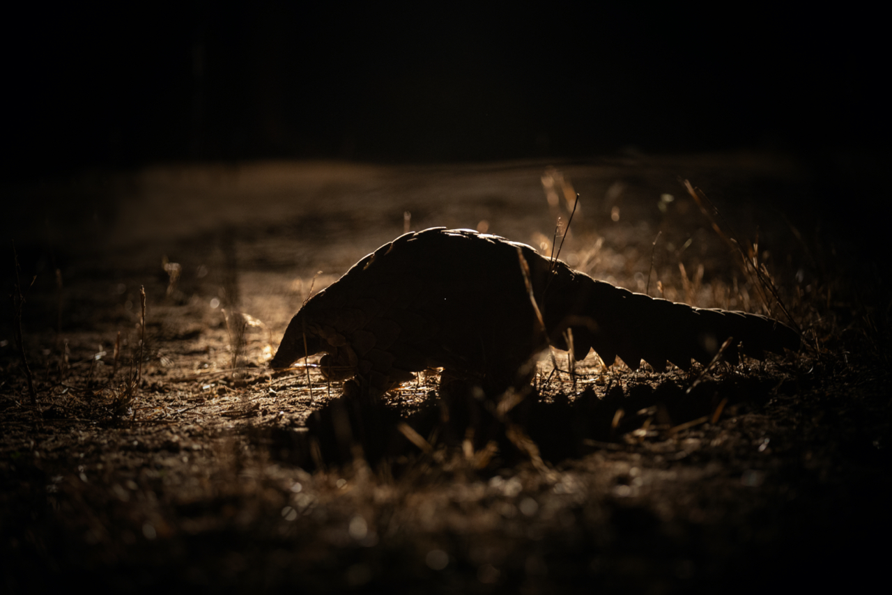 Kapama endangered pangolin