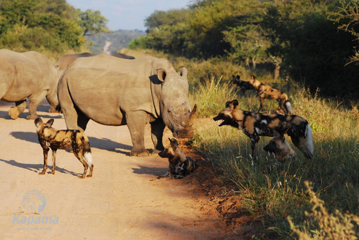 Kapama wild dogs rhino