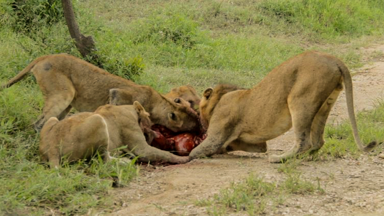 Kapama lions on a hunt