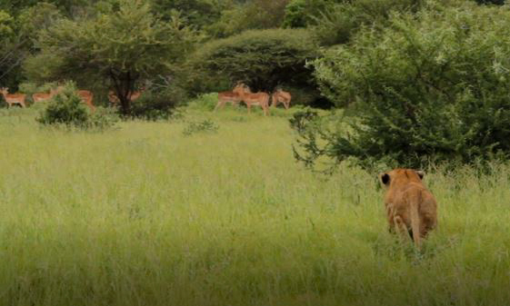 Kapama lions on a hunt