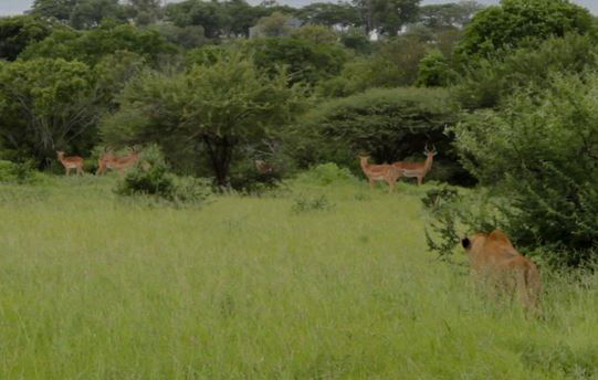 Kapama lions on a hunt